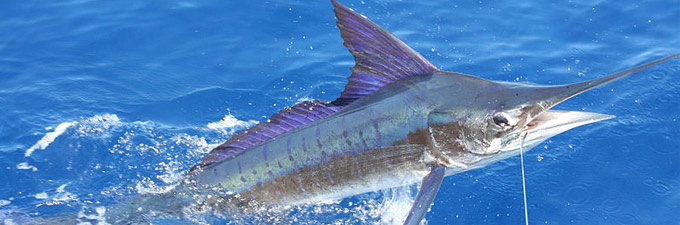 Pêche du Marlin au Costa Rica